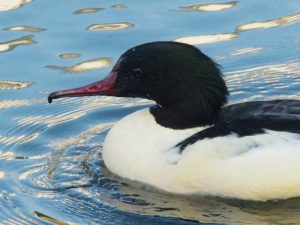 カワアイサ♂ 12月30日 御影橋下流