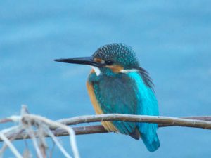 カワセミ♂ 12月10日 河合橋