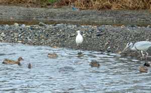 浅瀬で漁をするカワアイサにつられ集まるマガモ、コサギ、アオサギ