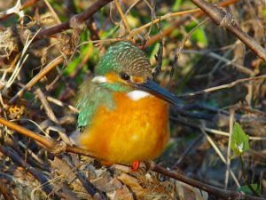 カワセミ♀ 12月12日 河合橋