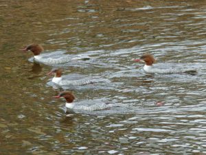 カワアイサ♀ 12月9日 蓼倉橋下流