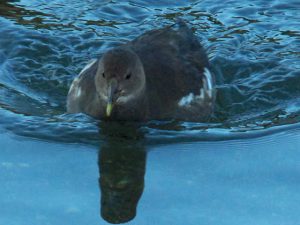バン♀ 12月26日 御影橋上流