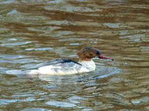 換羽中のカワアイサ♂ 12月9日 河合橋上流