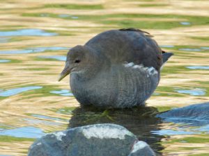 幼鳥♀？
