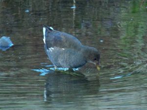 バン幼鳥♀？