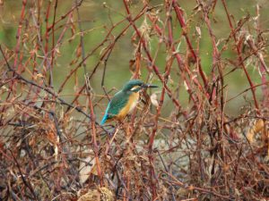カワセミ♀ 12月11日 河合橋上流