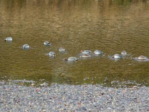 コガモ 12月9日 河合橋上流