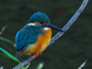 カワセミ♂B 12月18日 河合橋