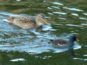 バンとマガモ♀ 大きさ比較