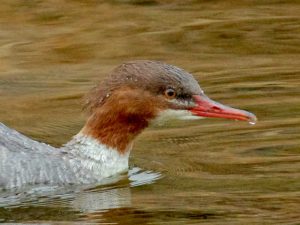 カワアイサ♀ 12月31日 蓼倉橋