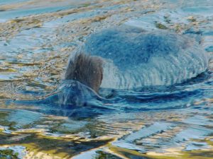 カワアイサ 12月18日 御影橋上流