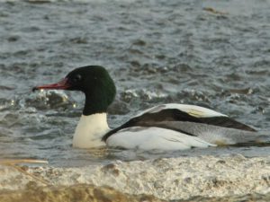 カワアイサ♂ 12月16日 荒神橋上流