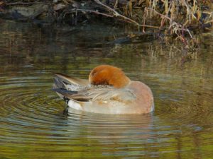 ヒドリガモ♂ 12月10日 河合橋
