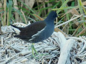 バン幼鳥♂？
