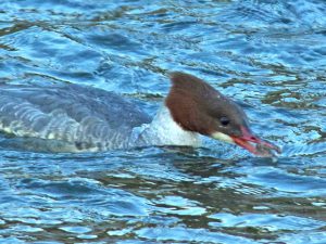 カワアイサ♀B 12月26日 高野橋下流
