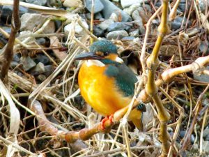 カワセミ♀ 12月14日 御蔭橋下流