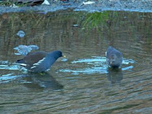 バン幼鳥？ 12月10日 御影橋上流