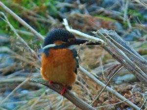 カワセミ♂ 12月17日 河合橋