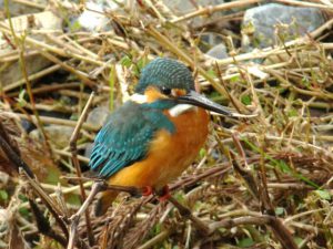 カワセミ♂ 12月14日 河合橋