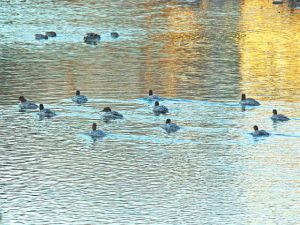 カワアイサ♀11羽 12月21日 御影橋下流