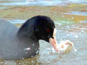 オオバン 12月9日 高野橋