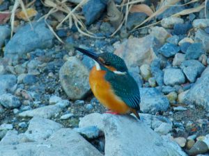 カワセミ♂A 12月18日 河合橋上流
