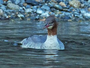 カワアイサ♀ 12月14日 御蔭橋