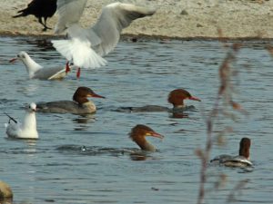 カワアイサ♀ 12月16日 荒神橋上流