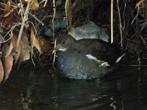バン♀ 12月21日 御影橋上流