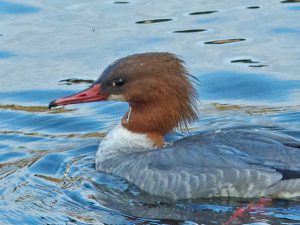 カワアイサ♀ 12月30日 御影橋下流