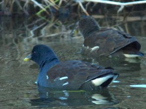 バン 12月18日 御影橋上流