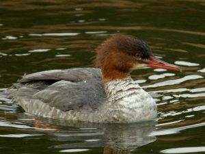 カワアイサ♀A 12月19日 御影橋上流