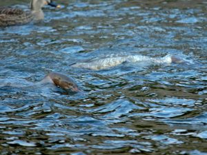 カワアイサ 12月20日 河合橋から御影橋上流
