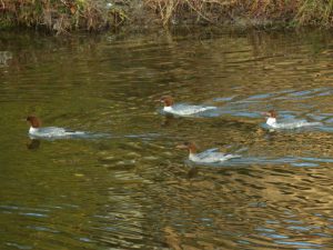 カワアイサ♀ 12月11日 蓼倉橋下流