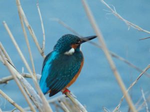 カワセミ♂ 高野橋上流