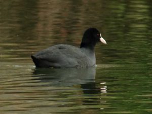 オオバン 12月16日 荒神橋上流
