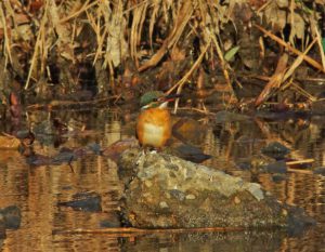 カワセミ♀ 1月10日 御蔭橋下流