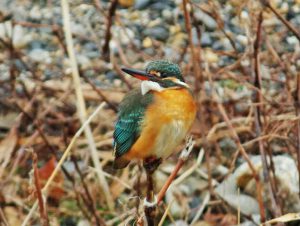 カワセミ♀ 1月28日 御影橋下流