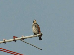 ツグミ 1月29日 御影橋