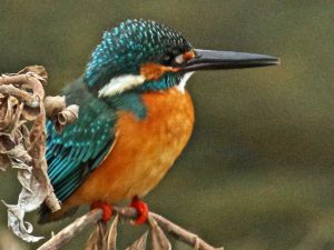 カワセミ♂ 1月29日 河合橋