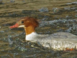 カワアイサ♀ 1月2日 御蔭橋