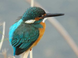 カワセミ♂