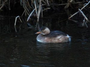 カイツブリ 1月13日 御影橋上流