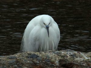 コサギ 1月19日 河合橋上流