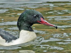 カワアイサ♂ 1月4日 河合橋