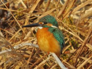 カワセミ♂ 1月7日 河合橋