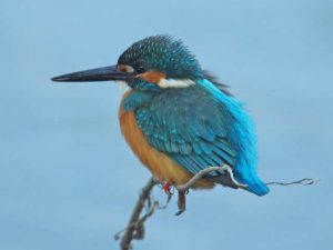 カワセミ♂ 1月20日 河合橋