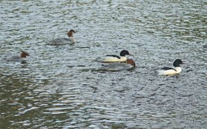 カワアイサ 河合橋 1月5日 画面の外に♀1羽