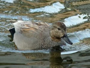 オカヨシガモ♂