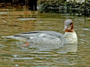 カワアイサ♀ 1月4日 河合橋
